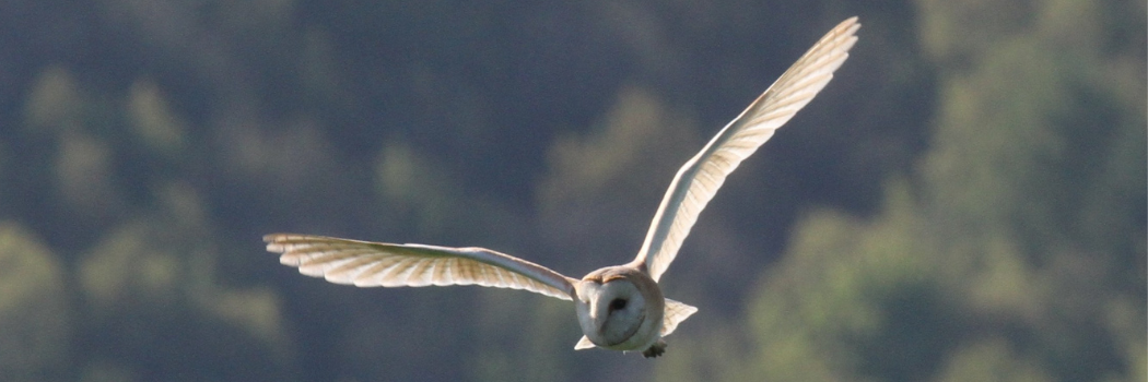 A barn owl flying through the sky