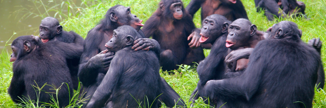 A group of bonobos at Lola ya BonobA group of bonobos at Lola ya Bonobo Sanctuary, DR Congo.o Sanctuary, DR Congo.