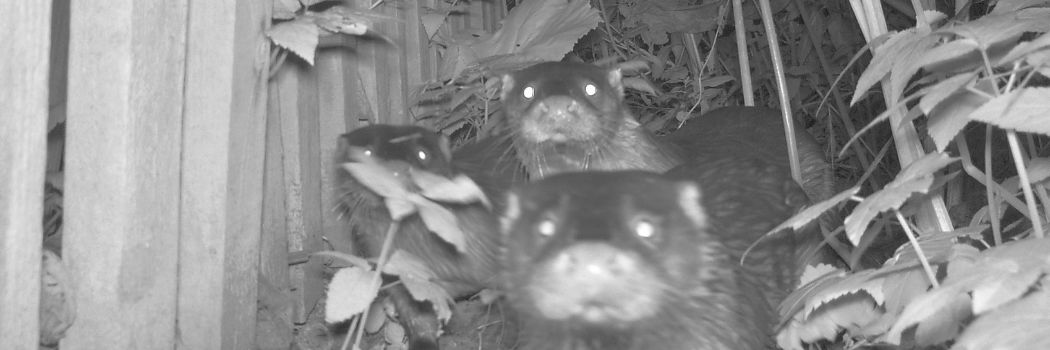 Otters stare at the camera after being caught on a camera trap