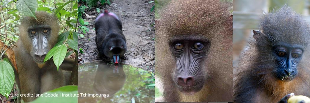 A montage image of four mandrills