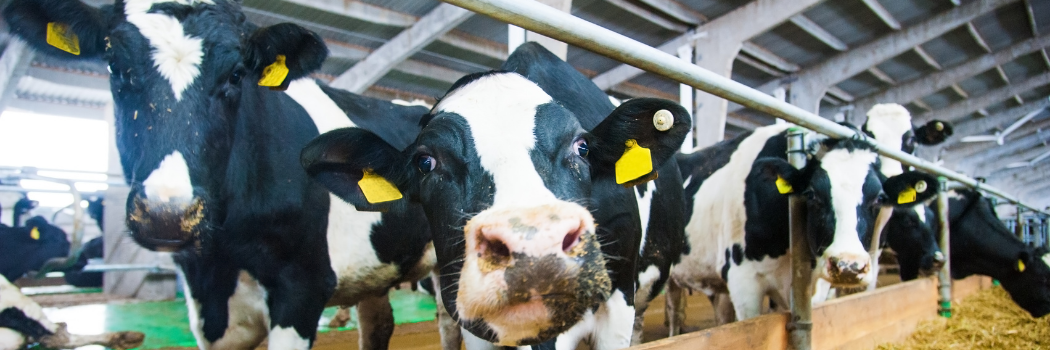 Image of a cow in a barn