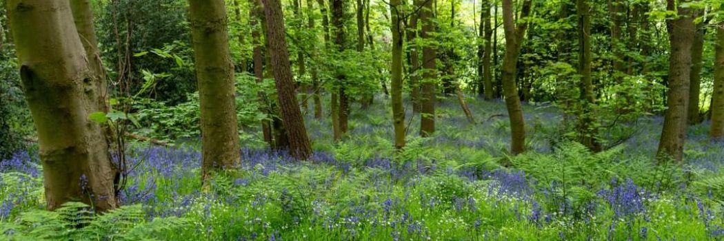 A woodland scene showing wildflowers in the foreground and a thick wood of trees behind.