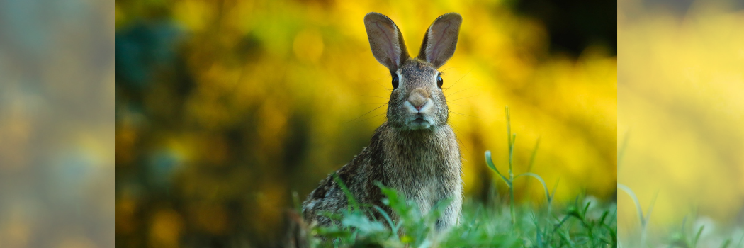 A wild brown rabbit with a field of yellow flowers in the background