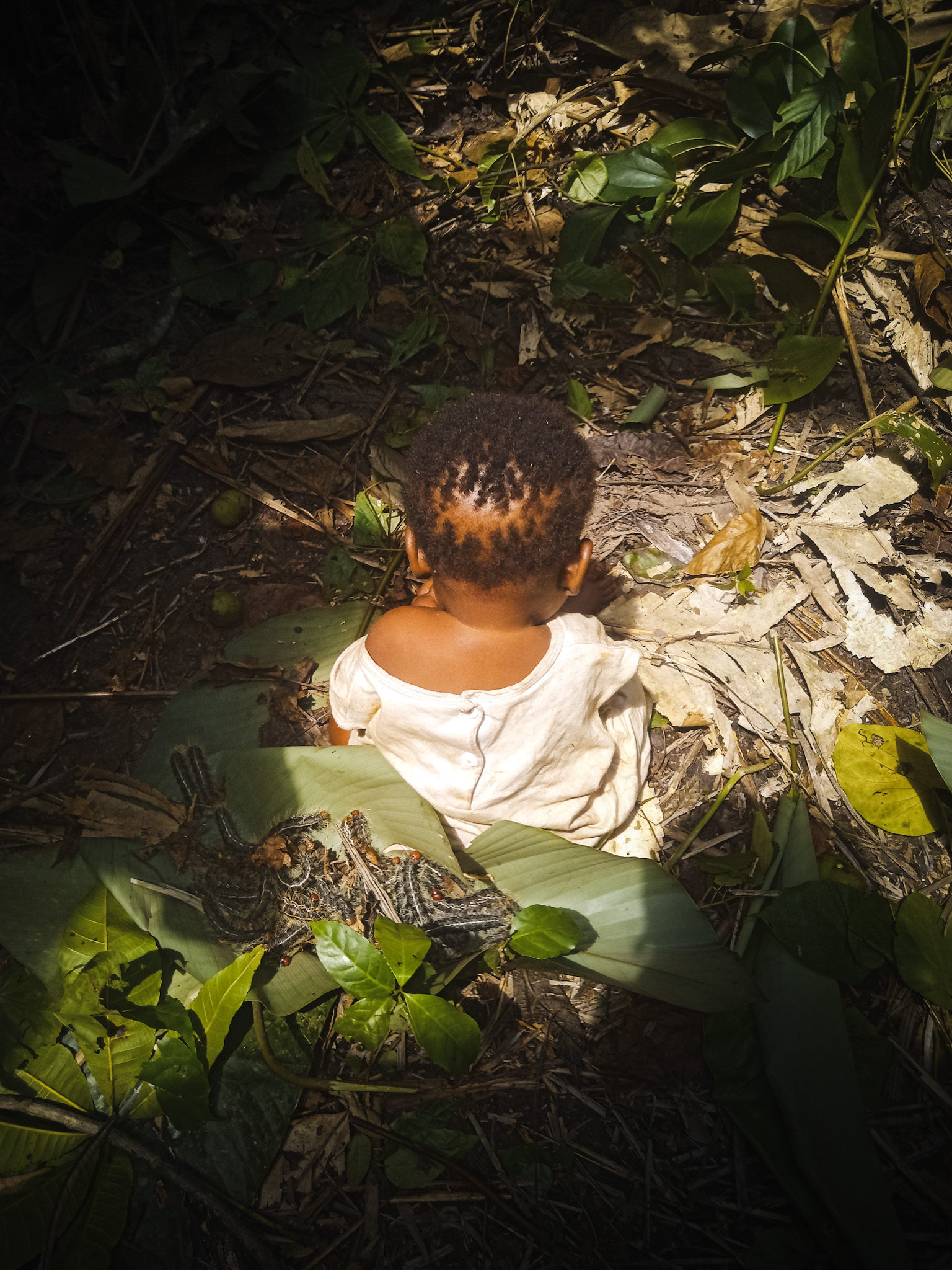 A baby sits among large green leaves in the Congo Basin rainforest while BaYaka women gather edible caterpillars during a foraging trip