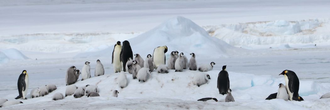 A group of adult and chick emperor penguins huddled on an icy mound with mounds of ice in the background