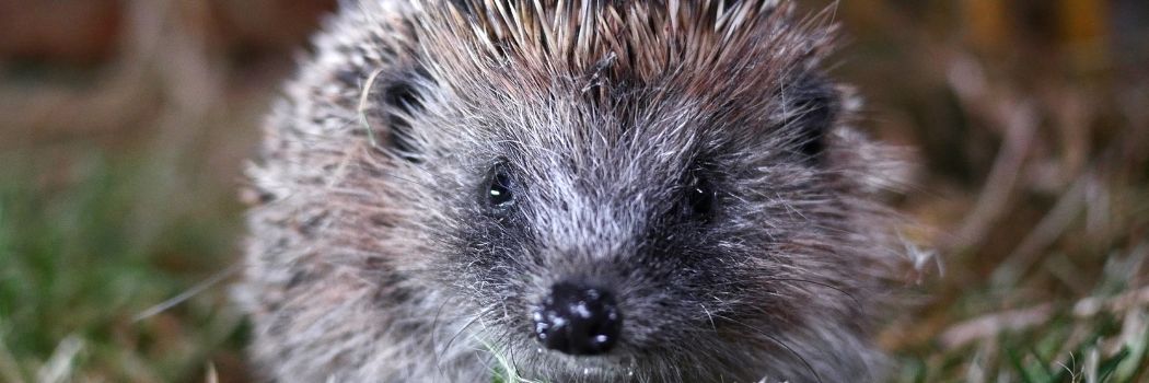 A hedgehog on the grass facing the camera