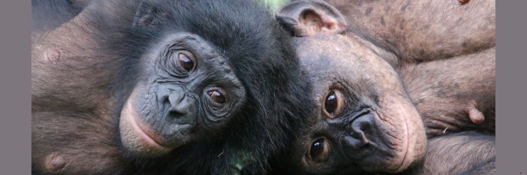 Two bonobo apes lie on their sides on the ground. The tops of their heads are touching each other as they look towards the camera.