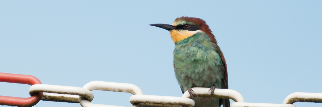 Phylogenetic diversity bird