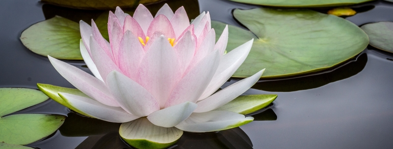 Flower and lily pad on the water