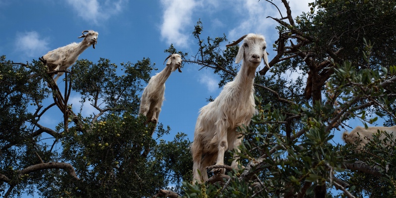 Goats in trees