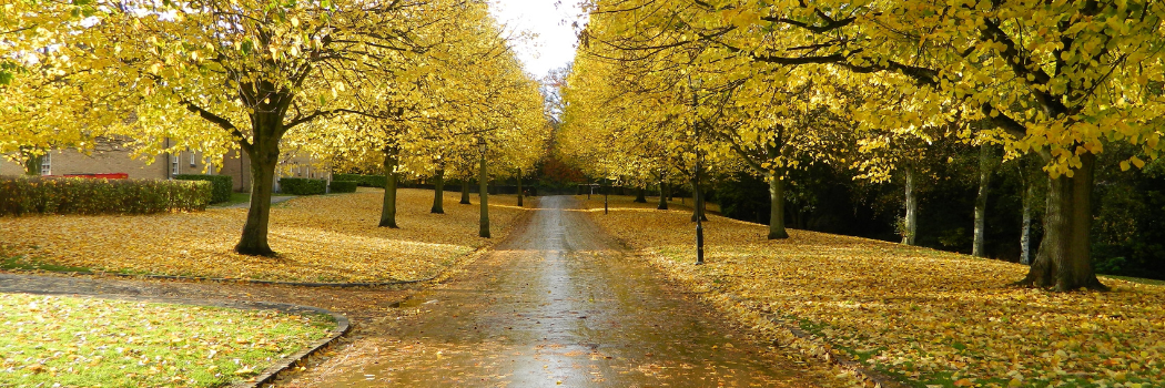 St Mary's drive and oak trees