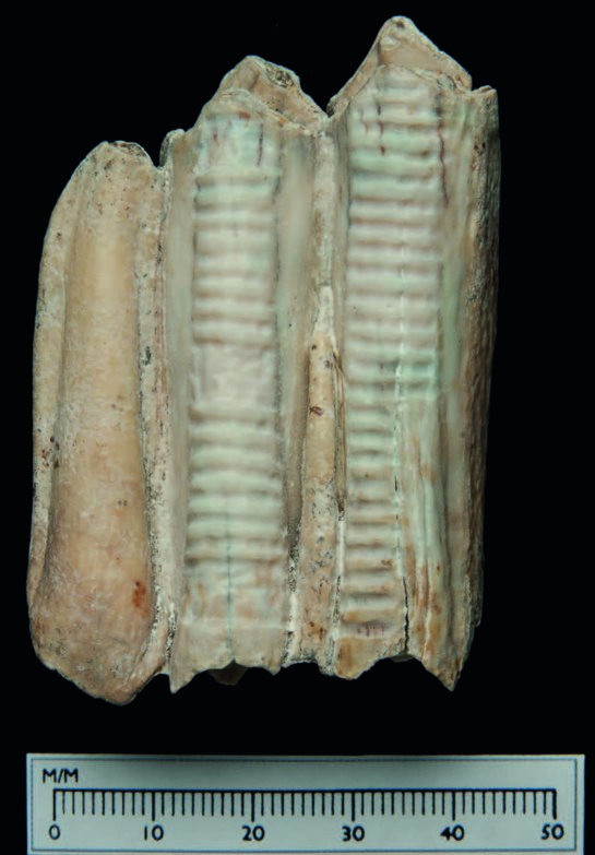 Aurochs Tooth