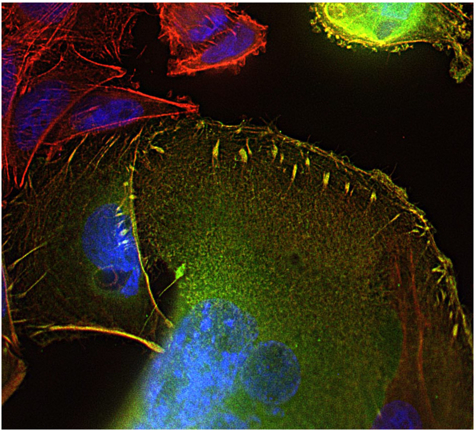 Cellular and molecular biology