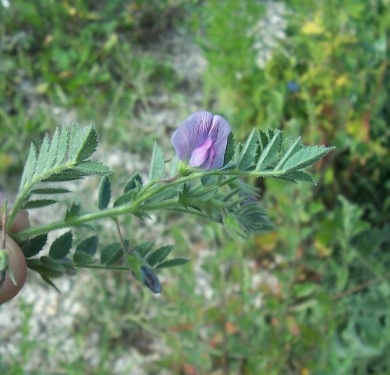 Chickpea plant