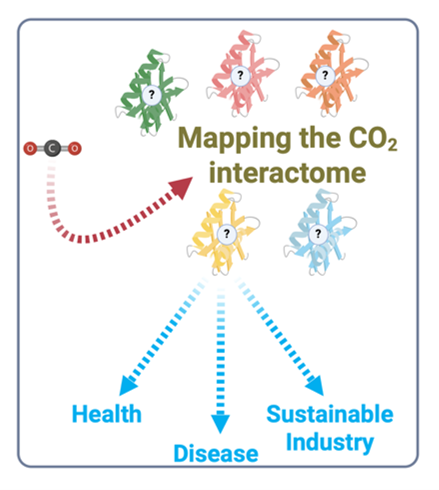 Mapping the carbon dioxide interactome