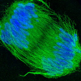 plant cell in anaphase of division, showing tubulin and DNA