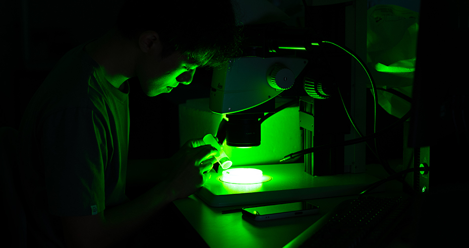 A researcher using a fluorescent microscope in a dark room, illuminated in green light