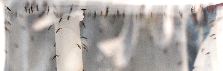 Mosquitoes in a net cage
