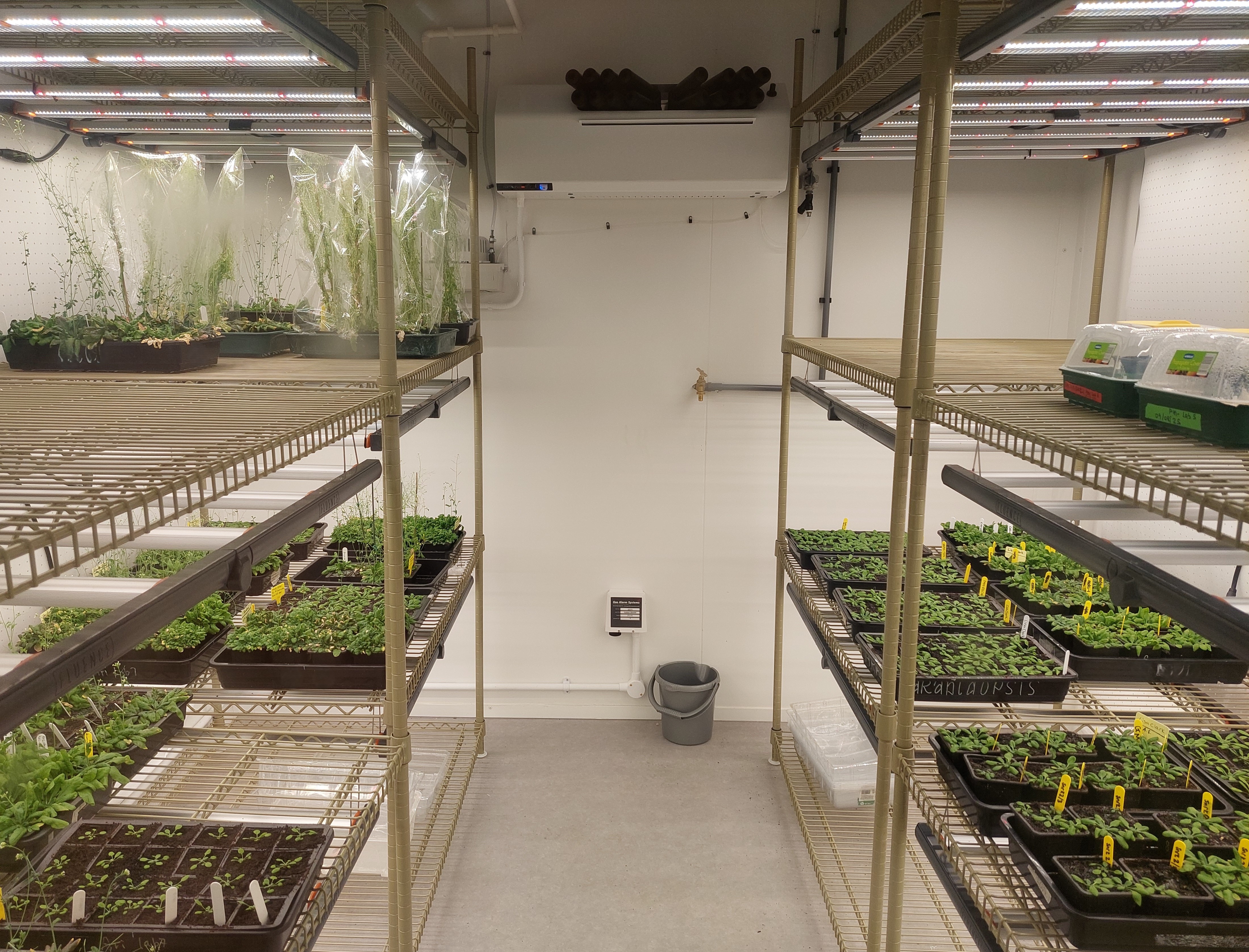 plant growth room