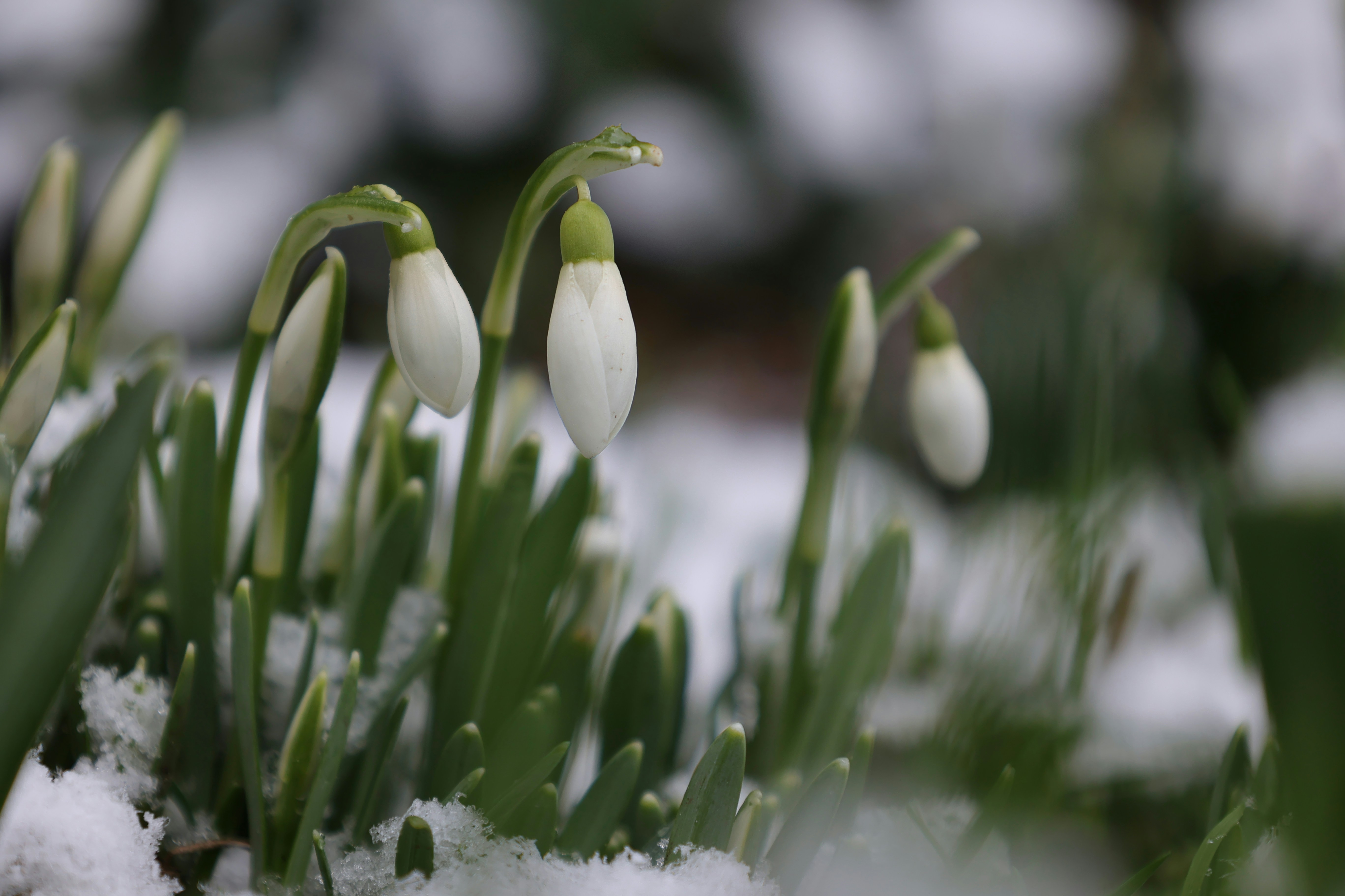 Snowdrops in bloom