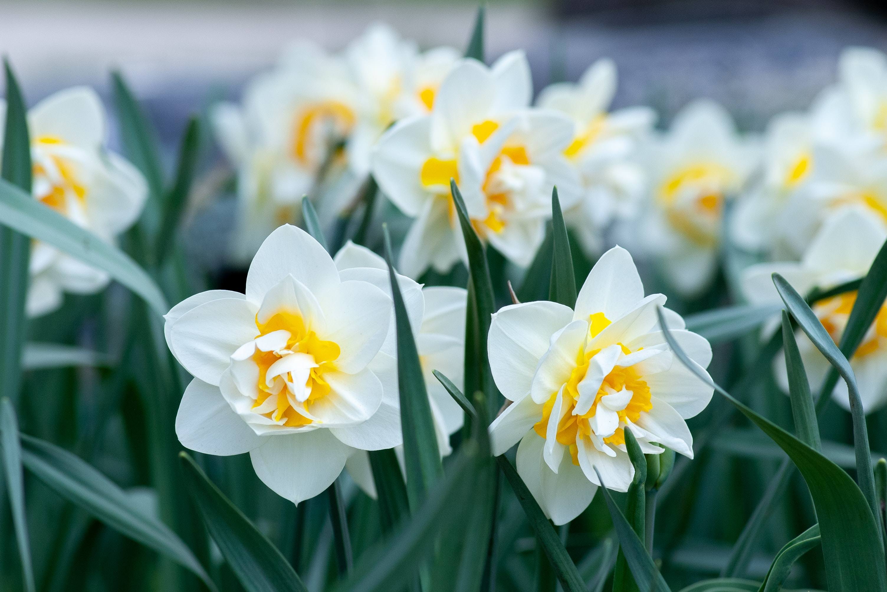 Daffodils in bloom