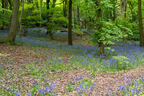 A photograph of woodland with bluebells growing