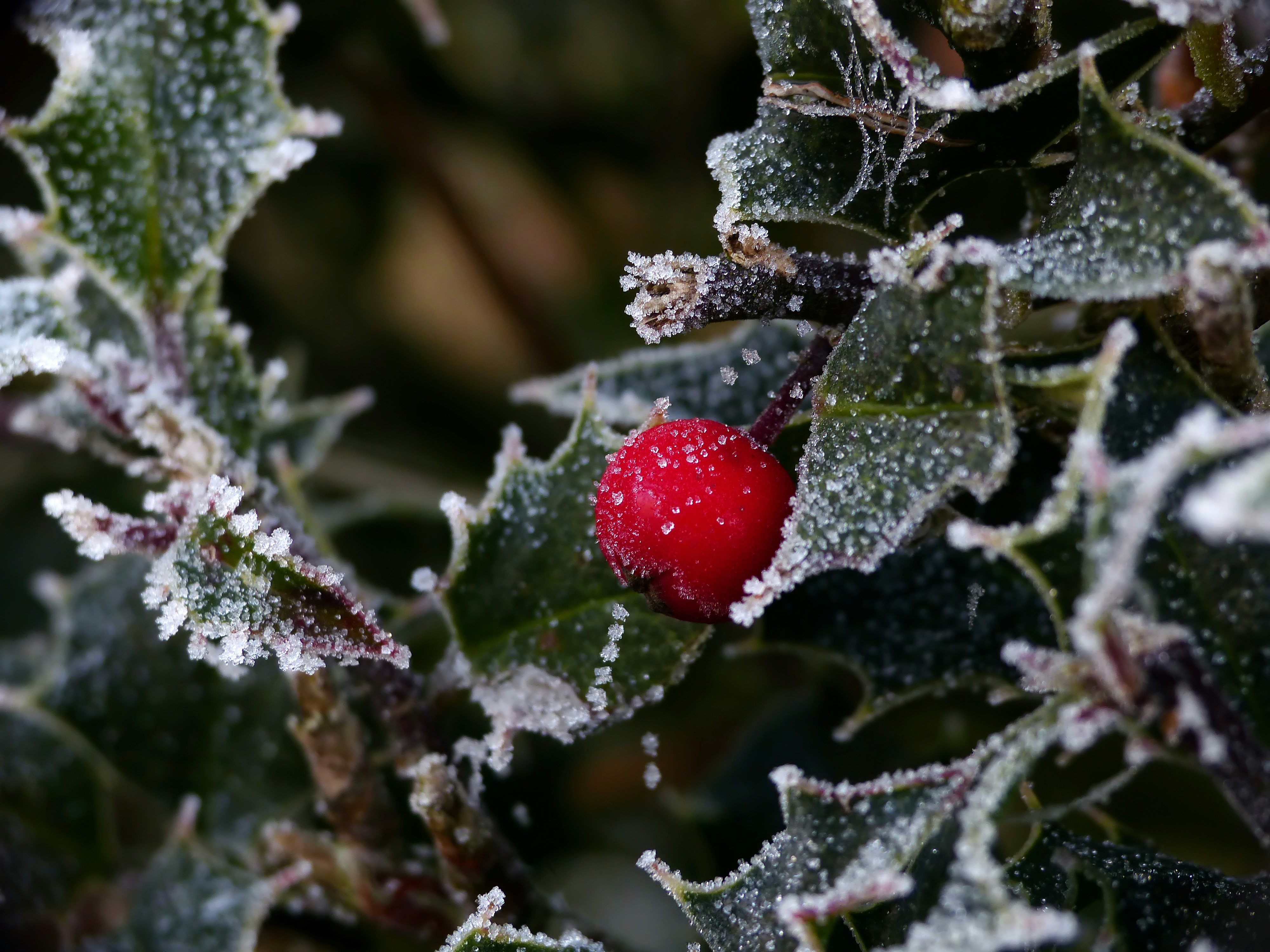 Holly leaves covered in frost