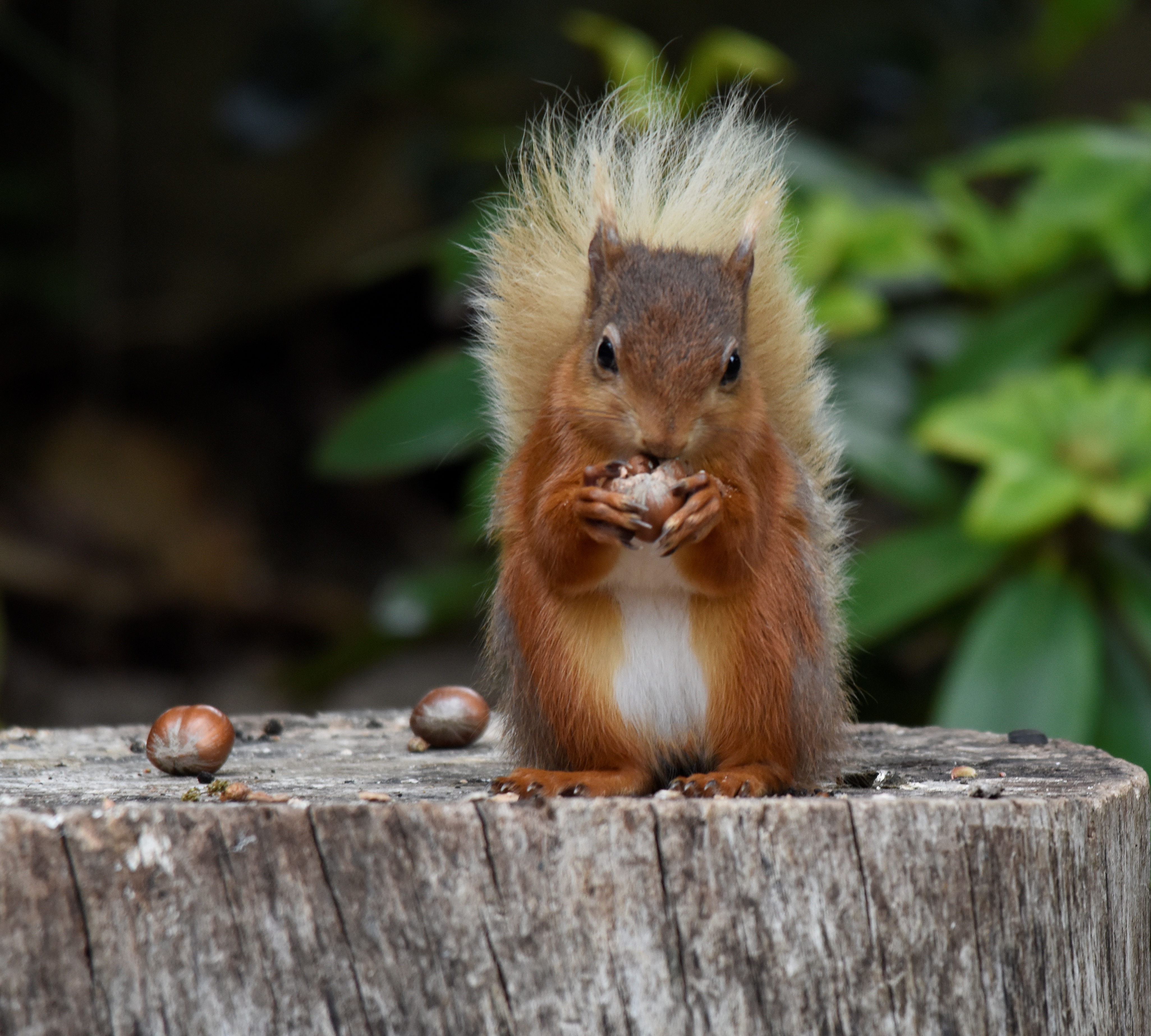 A red squirrel eating a hazelenut