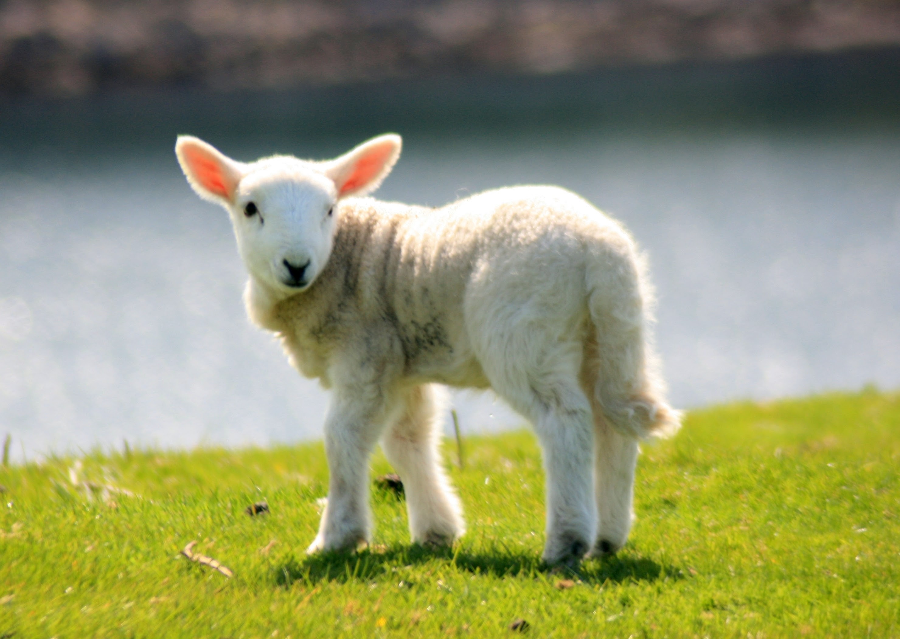 A lamb standing in a field