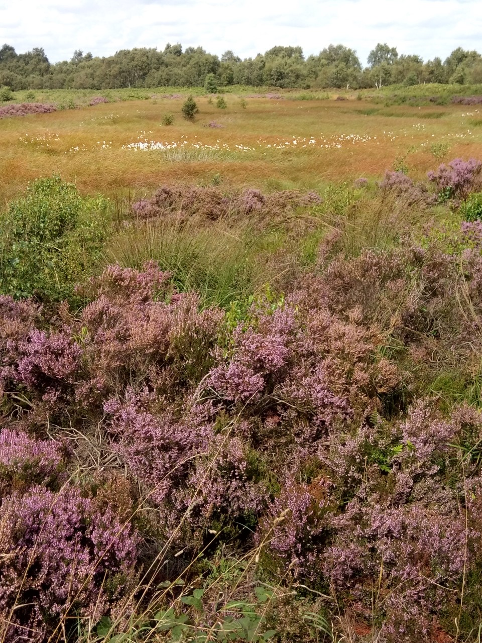 Nature paper on peatland