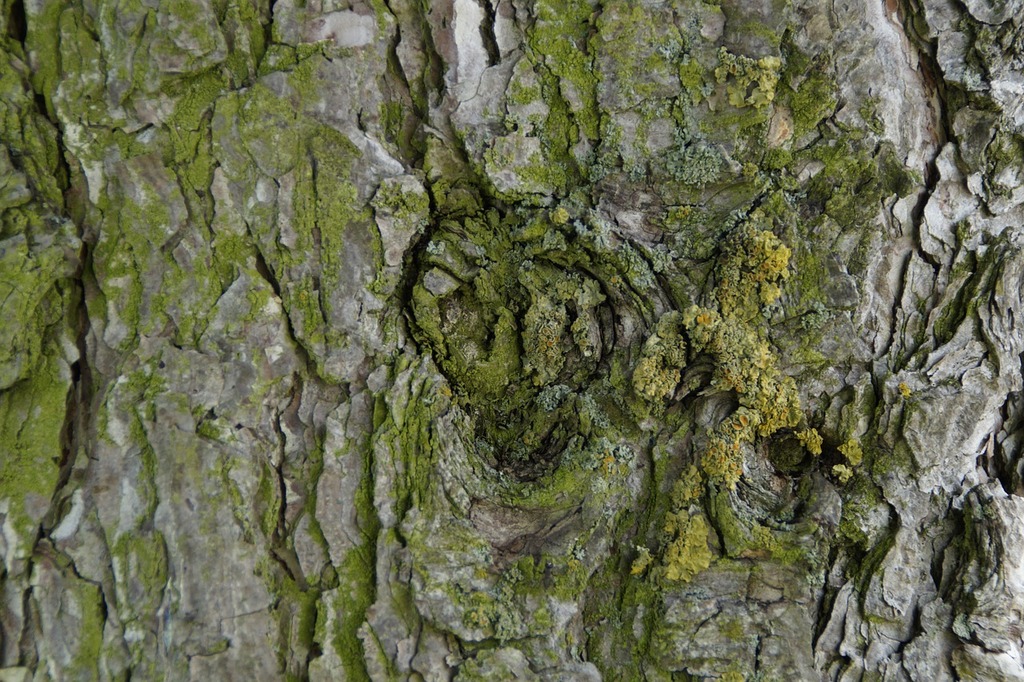 Tree bark