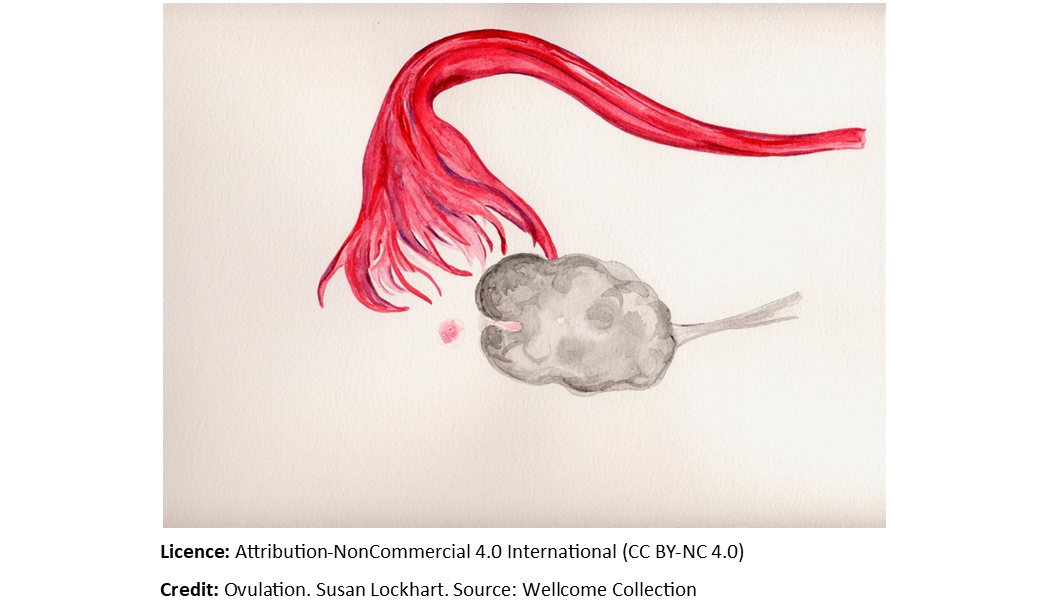 Ovulation Susan Lockhart Border