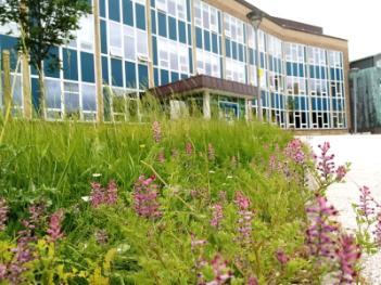 Close-up of the wildflowers outside the entrance of the Rochester building