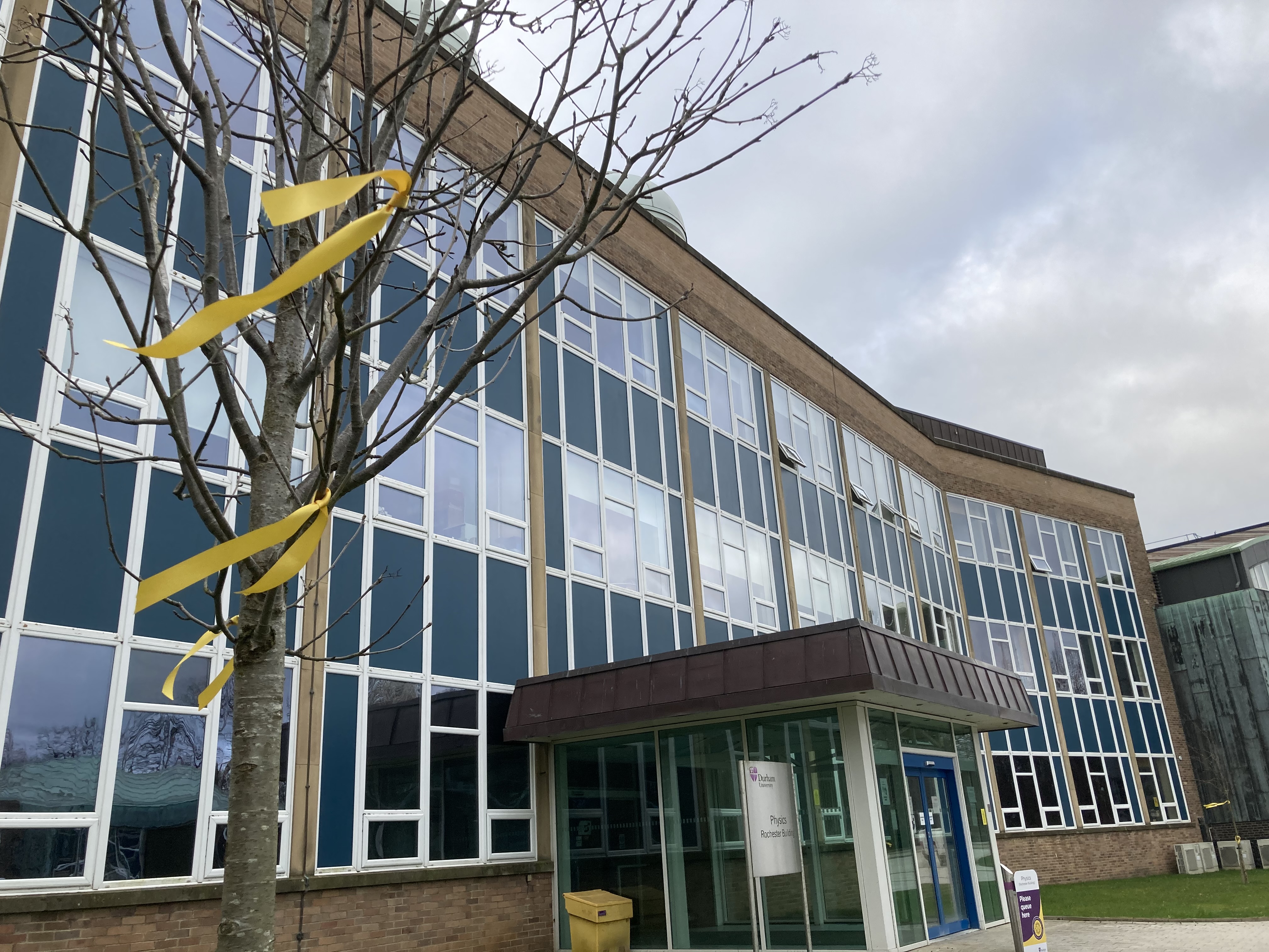 Photograph of the physics department trees with yellow ribbon tied to the branches.