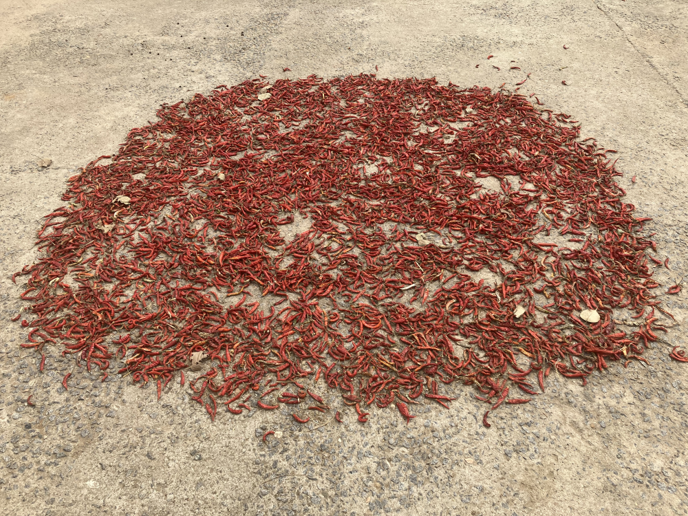 Chillies drying in Krishnagiri, Tamil Nadu