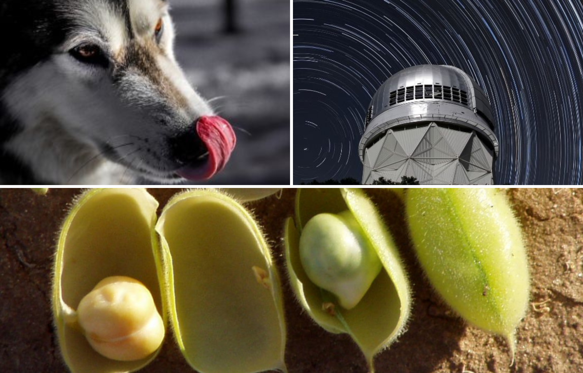 Montage showing a wolf, starry sky and chickpeas