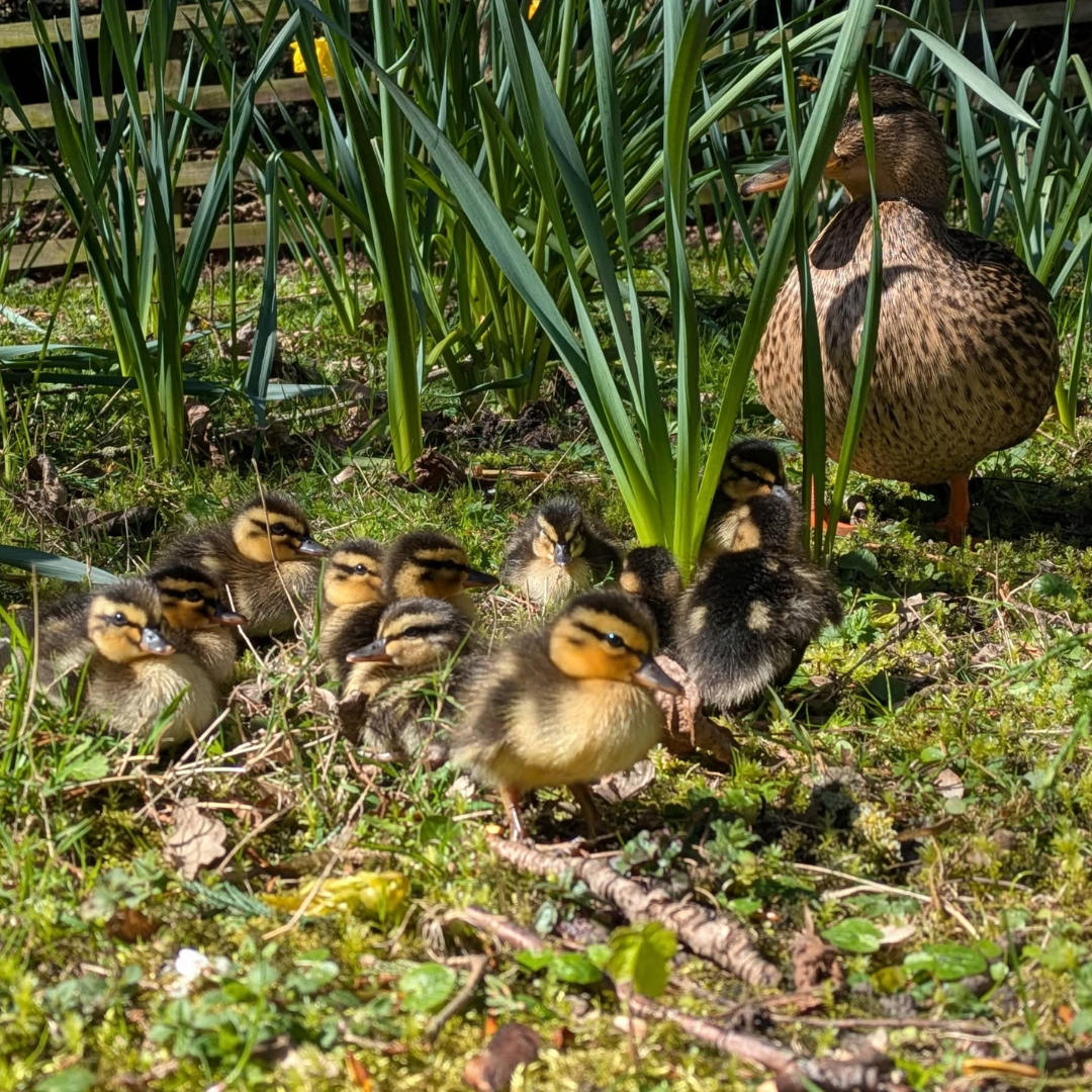 Photo of the week… ducklings at the Botanic Garden