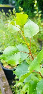 Black Poplar