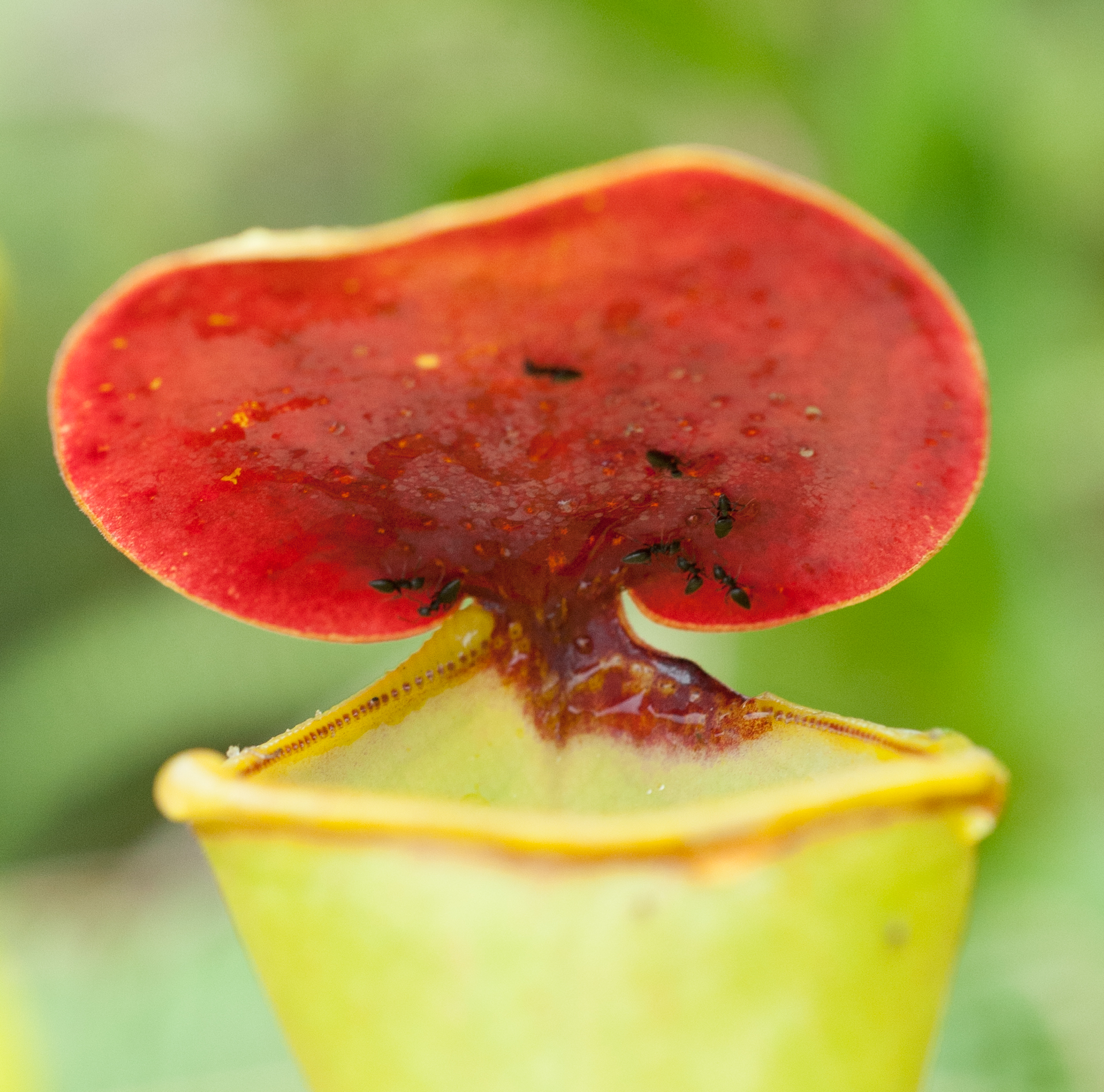 Image of the N Pervillei plant lid with ants