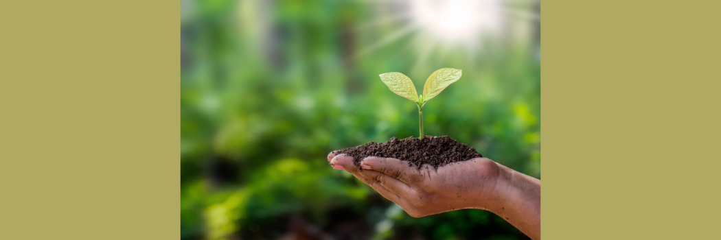 A hand holding soil and a small plant growing within