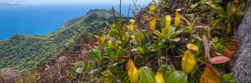 Image of carnivorous plants on a mountain side