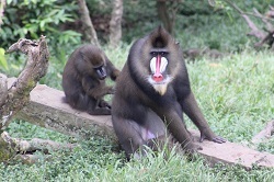 Female mandrill grooming male mandrill