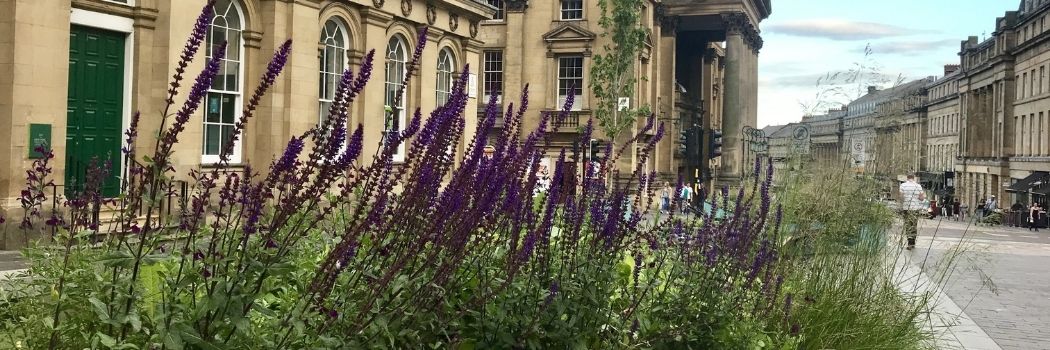 Plants outside of old building