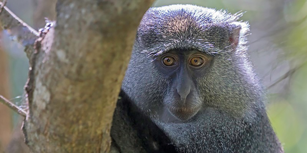 TA small baboon sitting in a tree at Lajuma, South Africa