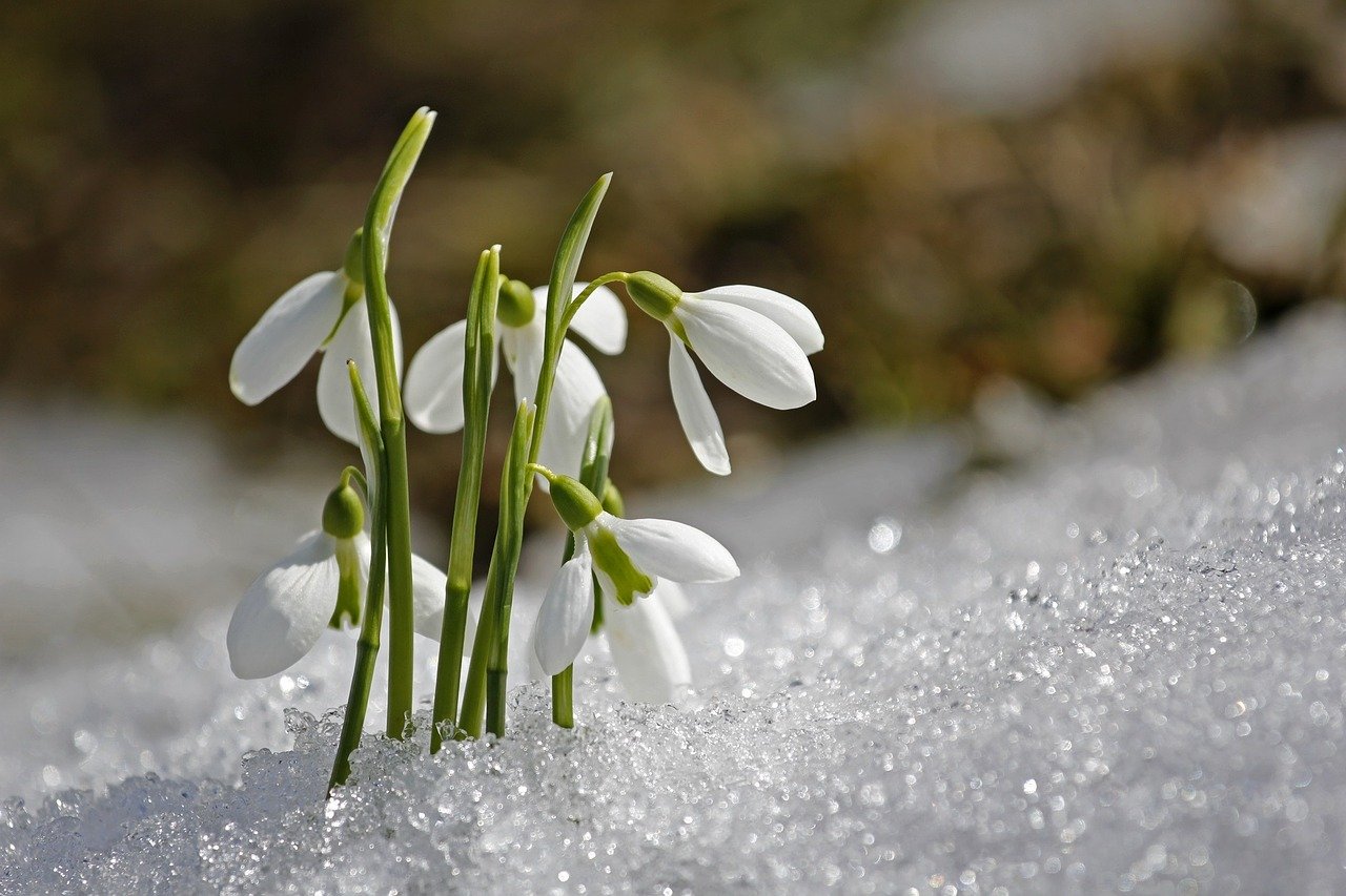 snowdrops