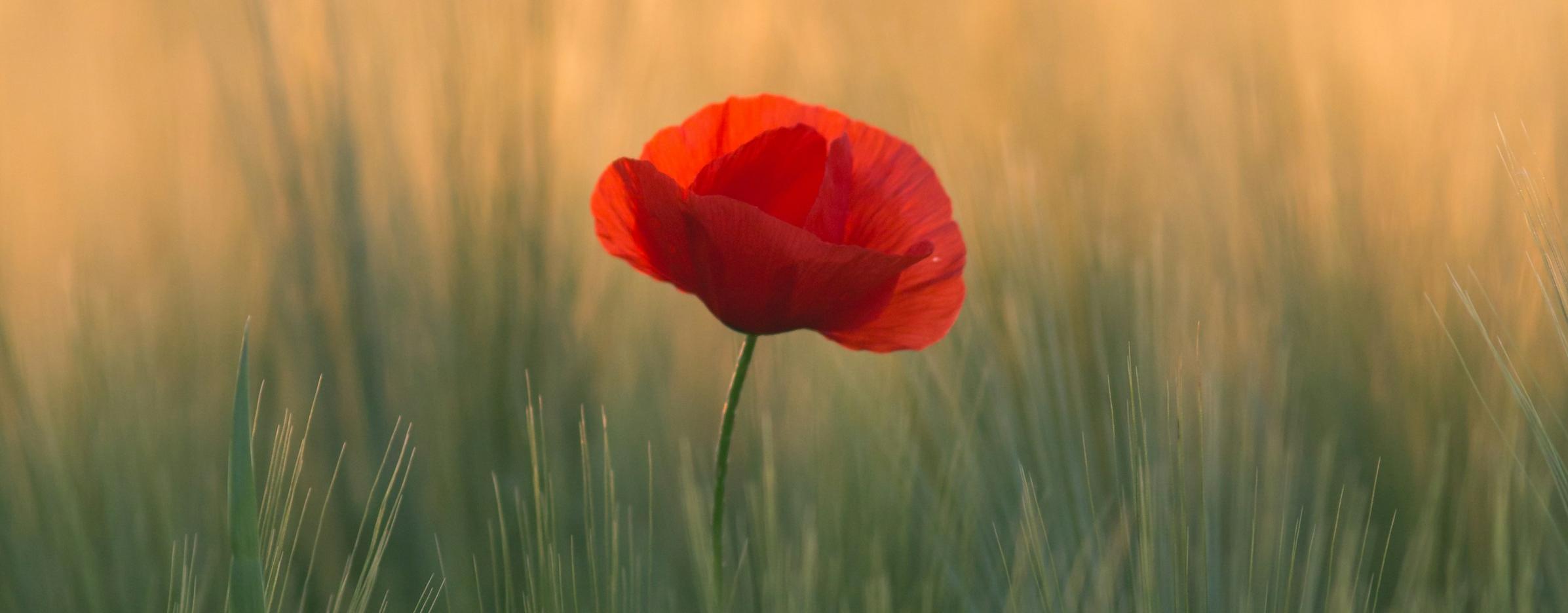 Poppy