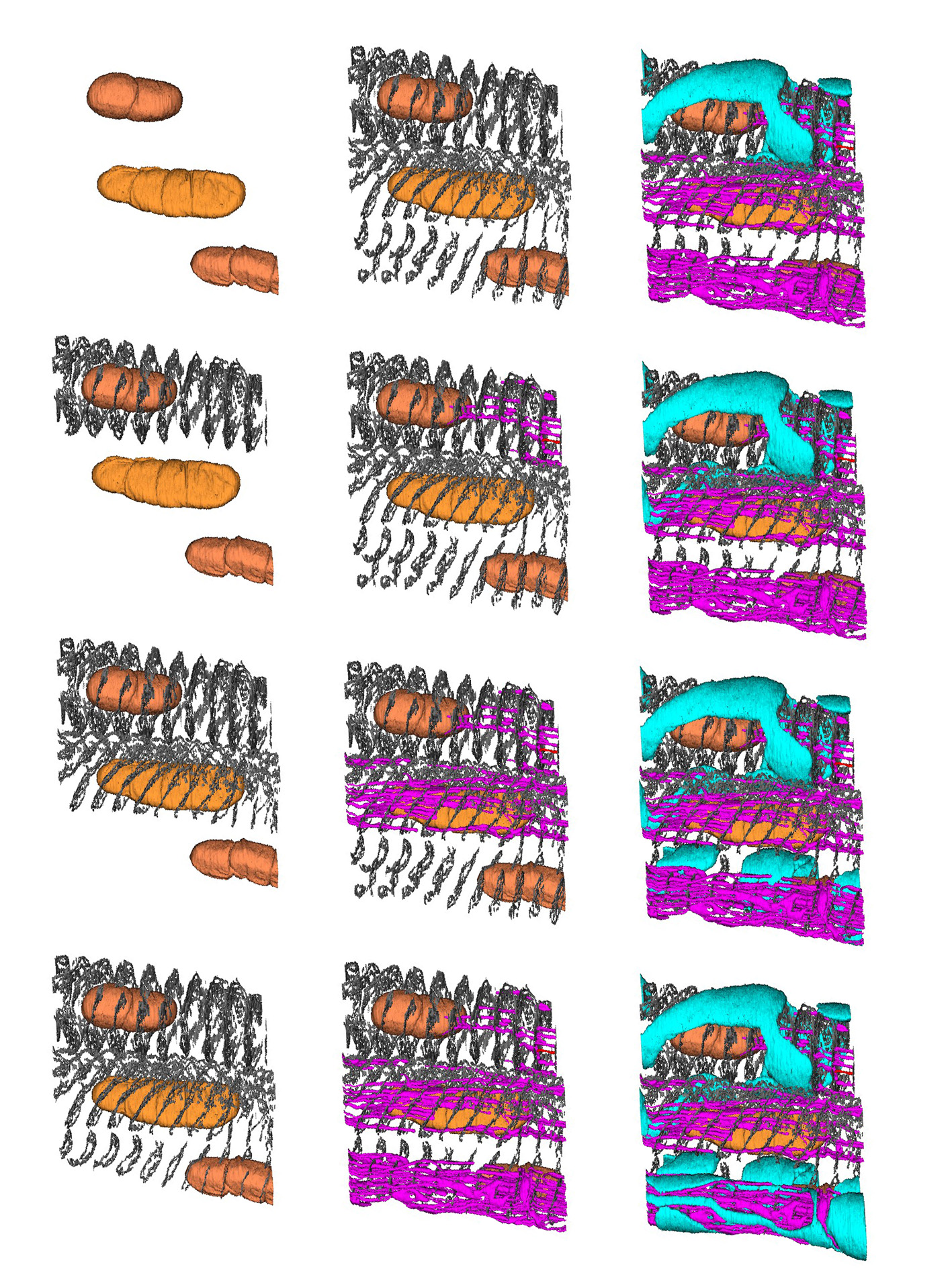 Serial block-face scanning electron microscopy (SBF-SEM) reconstructed image showing a section of a muscle spindle, courtesy of Dr R W Banks.