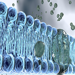 Dynamic Interactions at Cell Membrane Interfaces