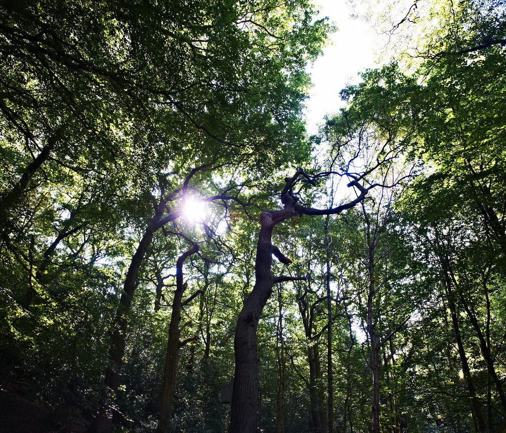 The woodland at the Botanic Garden.